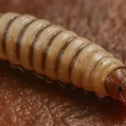 Oaxaca: Adulto mayor fallece por complicaciones relacionadas con gusano barrenador