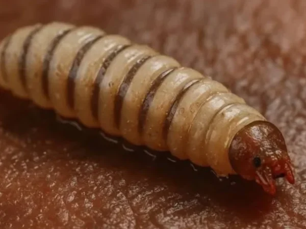 Oaxaca: Adulto mayor fallece por complicaciones relacionadas con gusano barrenador