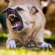 Razas de perro que requieren mayor cuidado en hogares con niños pequeños