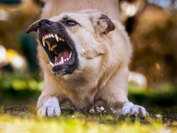Razas de perro que requieren mayor cuidado en hogares con niños pequeños