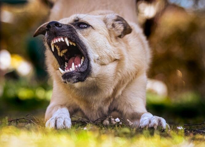 Razas de perro que requieren mayor cuidado en hogares con niños pequeños