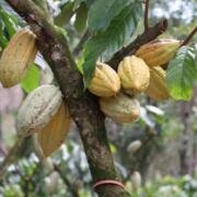 Reconoce Secam modelo sustentable de producción de cacao fino en Chiapas