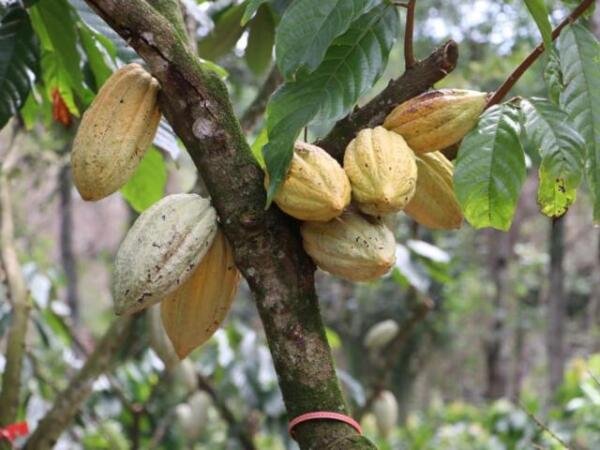 Reconoce Secam modelo sustentable de producción de cacao fino en Chiapas