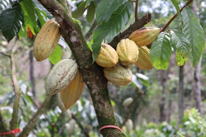 Reconoce Secam modelo sustentable de producción de cacao fino en Chiapas