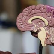 La enfermedad de Alzheimer podría comenzar décadas antes de los primeros síntomas