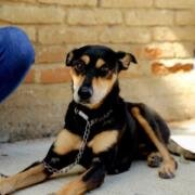 Con Chucho Móvil impulsamos el bienestar animal en Penipak: Angel Torres