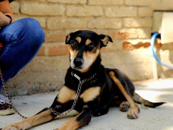 Con Chucho Móvil impulsamos el bienestar animal en Penipak: Angel Torres