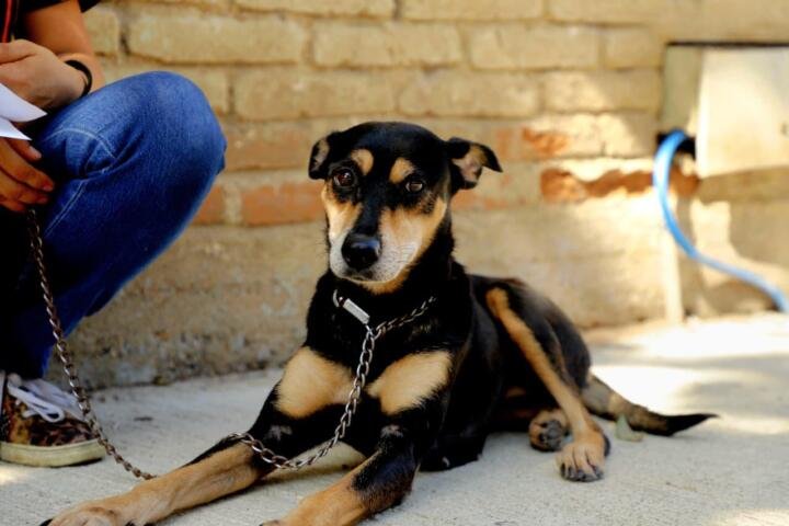 Con Chucho Móvil impulsamos el bienestar animal en Penipak: Angel Torres
